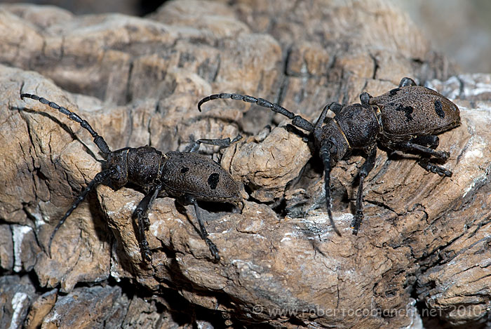 cerambice  da identificare: Herophila tristis